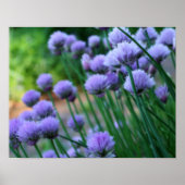 Paarse Scallion Allium Flowers Orton Art Poster (Voorkant)