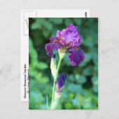 Paarse schoonheid briefkaart (Voorkant / Achterkant)