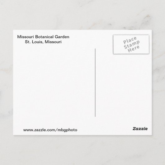 Paarse schoonheid briefkaart (Achterkant)