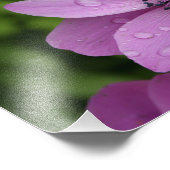 Paarse schoonheid foto afdruk (Hoek)