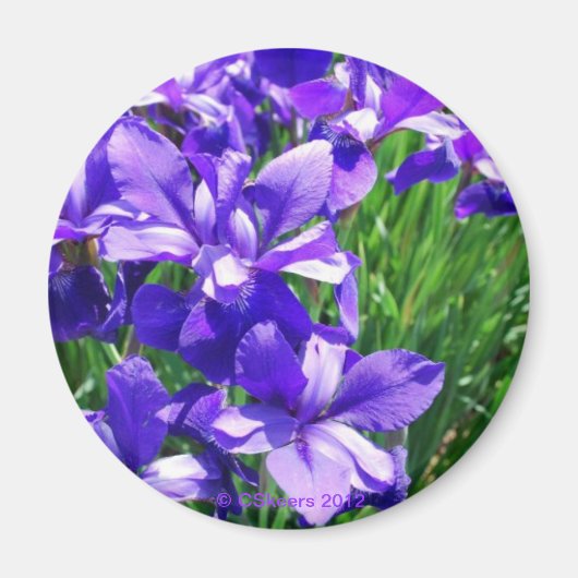 Paarse schoonheid magneet (Voorkant)