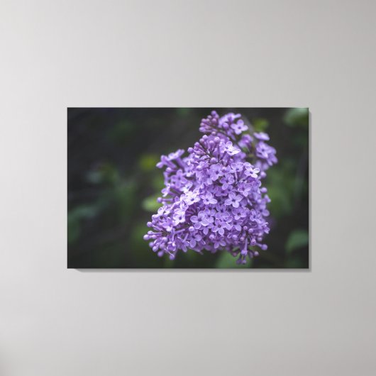 Paarse Seringbloemen Macro Canvasprint Canvas Afdruk (Voorkant)
