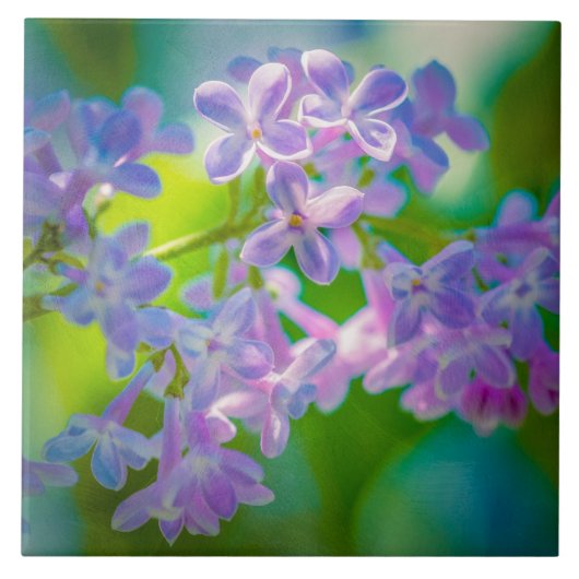 Paarse Seringbloemen Tegeltje (Voorkant)