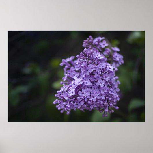 Paarse Seringebloemen Macro Fotografie Poster (Voorkant)