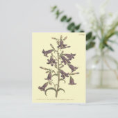 Paarse Siberische Bellflower Illustratie Briefkaart (Staand voorkant)