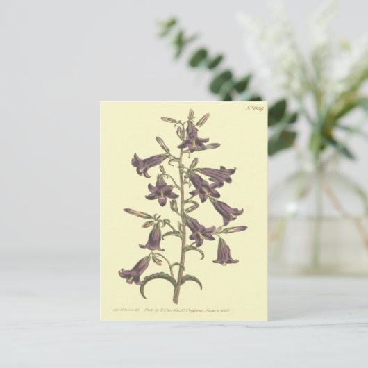 Paarse Siberische Bellflower Illustratie Briefkaart (Staand voorkant)