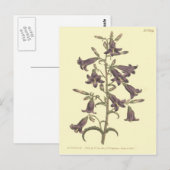 Paarse Siberische Bellflower Illustratie Briefkaart (Voorkant / Achterkant)