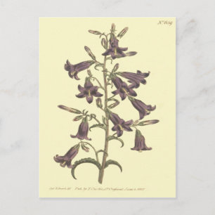 Paarse Siberische Bellflower Illustratie Briefkaart