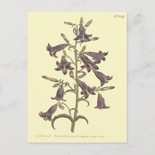 Paarse Siberische Bellflower Illustratie Briefkaart (Voorkant)