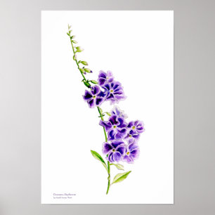 Paarse skybloem botanische kunst van Sarah Trett Poster