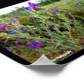 Paarse slangenkruid, Echium Plant Poster (Hoek)