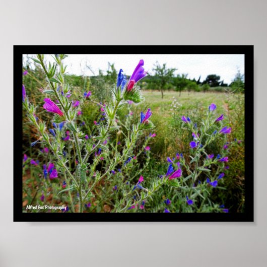 Paarse slangenkruid, Echium Plant Poster (Voorkant)