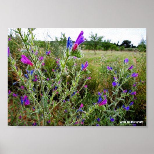 Paarse slangenkruid, Echium Plant Poster (Voorkant)