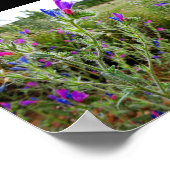 Paarse slangenkruid, Echium Plant Poster (Hoek)