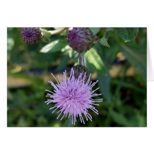 paarse spatlap (Voorkant Horizontaal)