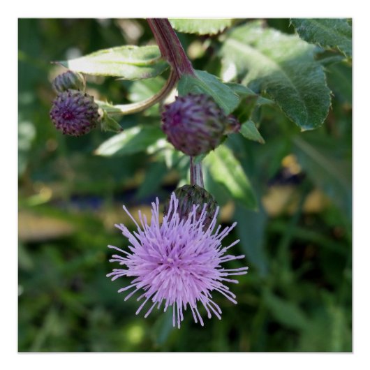 paarse spatlap poster (Voorkant)