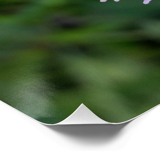 paarse spatlap poster (Hoek)