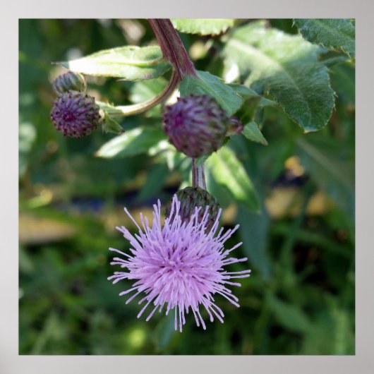 paarse spatlap poster (Voorkant)