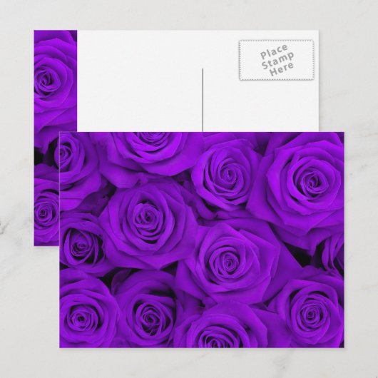 Paarse spectaculaire Rozen Briefkaart (Voorkant / Achterkant)