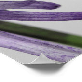 Paarse Spider Mum Panorama Poster (Hoek)