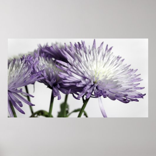 Paarse Spider Mum Panorama Poster (Voorkant)