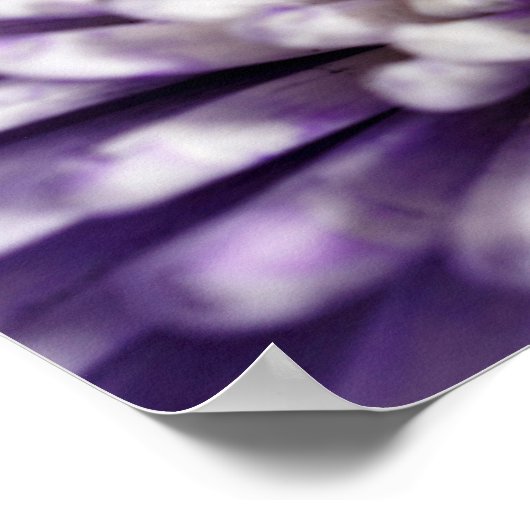 Paarse Spider Mum Poster (Hoek)