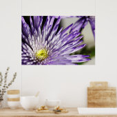 Paarse Spider Mum Poster (Keuken)