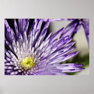 Paarse Spider Mum Poster