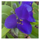 Paarse Spiderwort Bloem Floral Tegeltje (Voorkant)