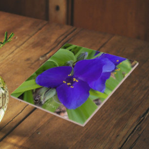 Paarse Spiderwort Bloem Floral Tegeltje