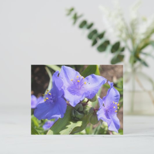 Paarse Spiderwort briefkaart (Staand voorkant)