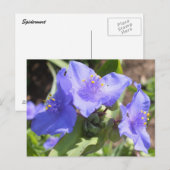 Paarse Spiderwort briefkaart (Voorkant / Achterkant)