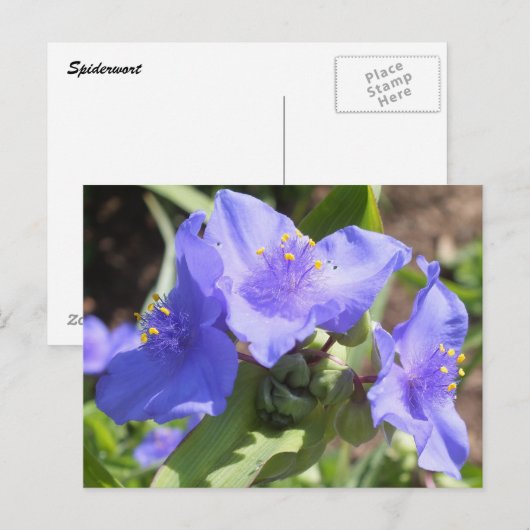 Paarse Spiderwort briefkaart (Voorkant / Achterkant)