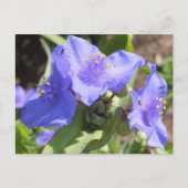 Paarse Spiderwort briefkaart (Voorkant)