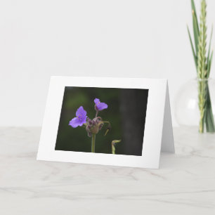 Paarse Spiderwort Wilde Bloem Blank Kaart