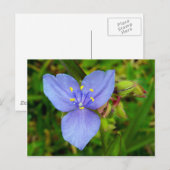 Paarse spiderwortbloem briefkaart (Voorkant / Achterkant)