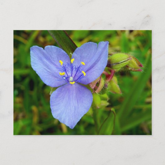 Paarse spiderwortbloem briefkaart (Voorkant)