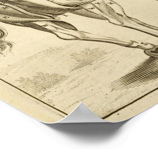 -paarse-spieren Anatomie-kunst afdrukken Poster (Hoek)