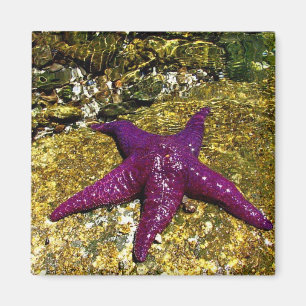 Paarse Starvis Magneet