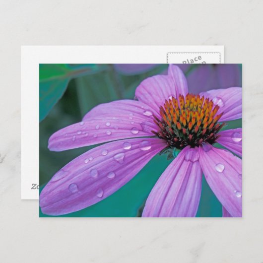 Paarse steenbloem met waterdruppels briefkaart (Voorkant / Achterkant)