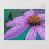 Paarse steenbloem met waterdruppels briefkaart (Voorkant)