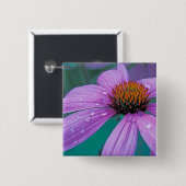 Paarse steenbloem met waterdruppels vierkante button 5,1 cm (Voorkant /achterkant)