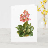 Paarse Steenbreek Kaart (Gele Bloem)