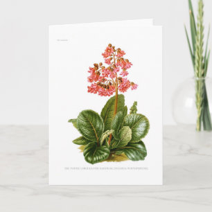 Paarse Steenbreek Kaart