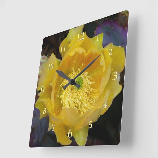 Paarse stekelige perencactus met gele bloem vierkante klok (Hoek)