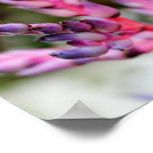 Paarse Stemming Flower Poster (Hoek)