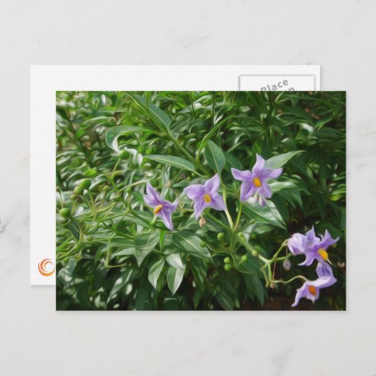 Paarse sterbloemen briefkaart (Voorkant / Achterkant)