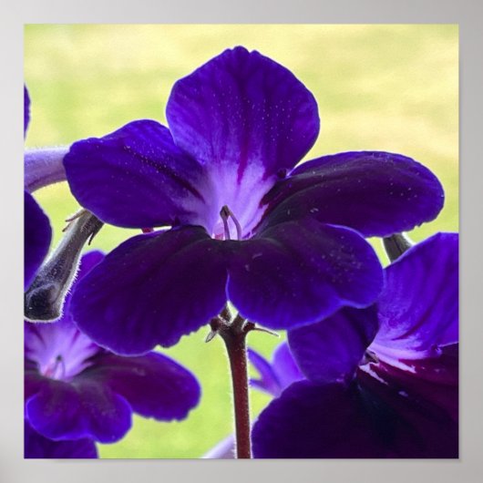 Paarse Streptocarpusbloem Poster (Voorkant)