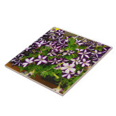 Paarse striped Petunia Tegeltje (Zijkant)