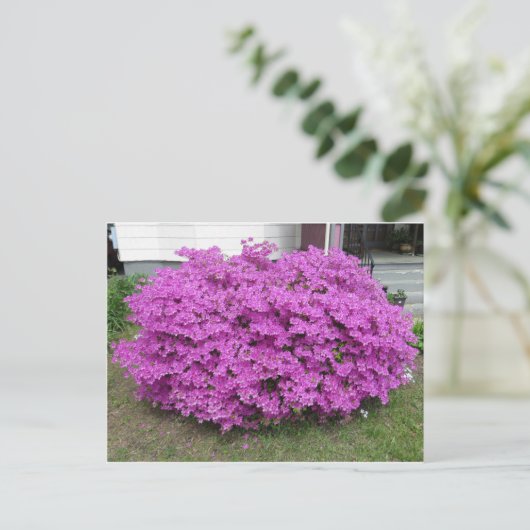 Paarse Struik Briefkaart (Staand voorkant)